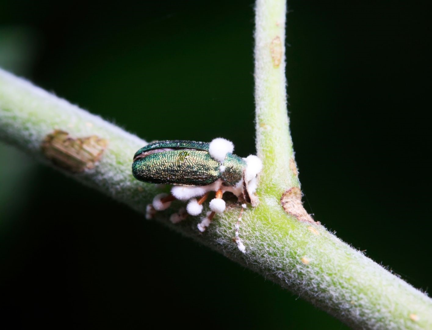 O que são biopesticidas?